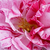 Belo - rdeče - Hybrid Perpetual vrtnice - Ferdinand Pichard